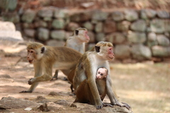 Macaca sinica