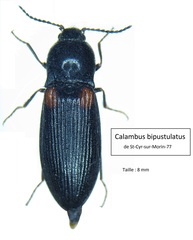 Calambus bipustulatus