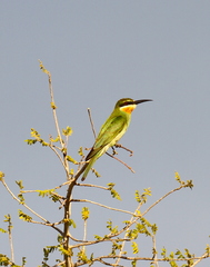 Merops superciliosus