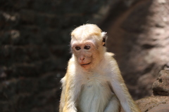 Macaca sinica