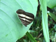 Satyrinae