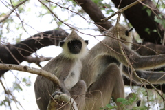 Semnopithecus priam