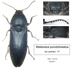 Melanotus punctolineatus