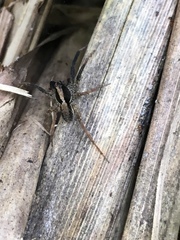 Lycosoidea