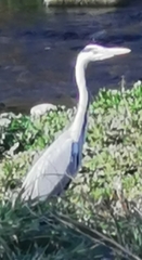 Ardea cinerea cinerea