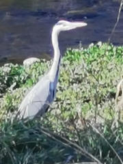 Ardea cinerea cinerea
