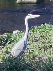 Ardea cinerea cinerea