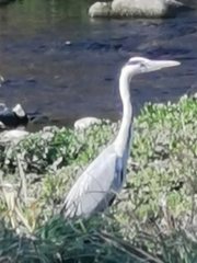 Ardea cinerea cinerea