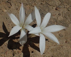 Apodolirion lanceolatum