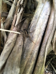 Lycosoidea