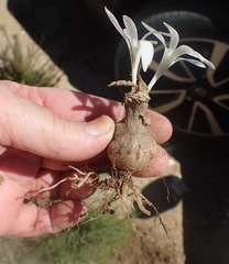 Apodolirion lanceolatum