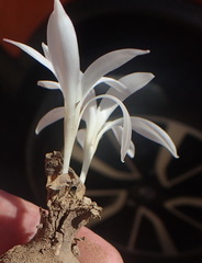 Apodolirion lanceolatum