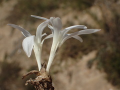 Apodolirion lanceolatum