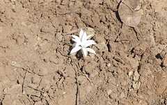 Apodolirion lanceolatum