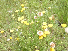 Cotula anthemoides