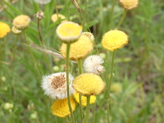 Cotula anthemoides