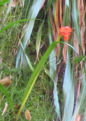 Cyrtanthus inaequalis