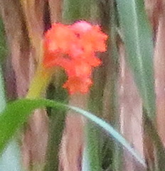 Cyrtanthus inaequalis