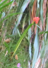 Cyrtanthus inaequalis