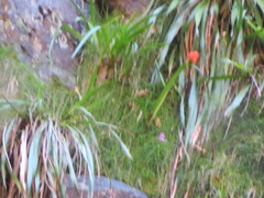 Cyrtanthus inaequalis