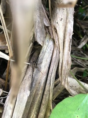 Lycosoidea
