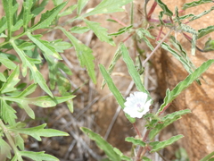 Monsonia burkeana