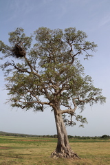 Adansonia digitata