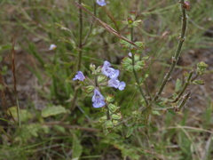 Salvia runcinata