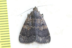 Hydrillodes funestalis