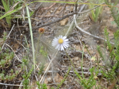 Felicia muricata muricata