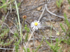 Felicia muricata muricata
