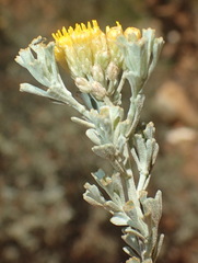 Pentzia dentata