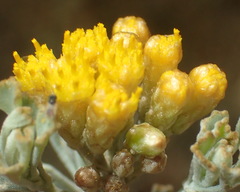Pentzia dentata