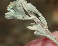 Pentzia dentata