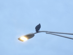 Coragyps atratus image