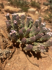 Euphorbia inermis