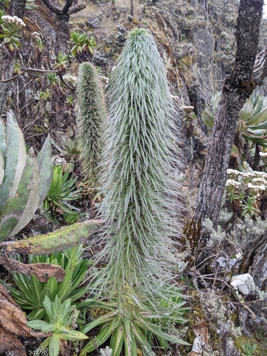 Lobelia telekii