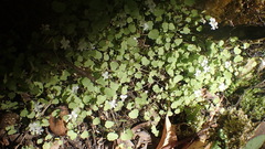Wimmerella pygmaea