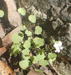 Wimmerella pygmaea