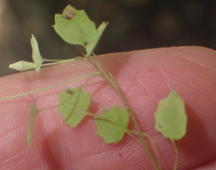 Wimmerella pygmaea
