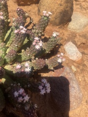 Euphorbia inermis