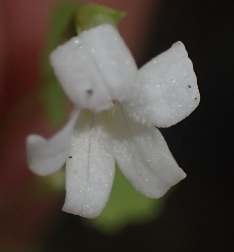 Image of Wimmerella pygmaea by (c) Nicola van Berkel, some rights reserved (CC BY-SA)