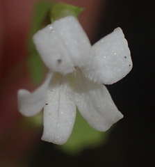 Wimmerella pygmaea