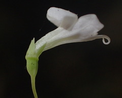 Wimmerella pygmaea