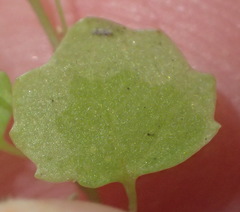 Wimmerella pygmaea