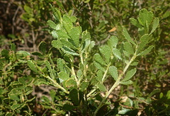 Psoralea lucens