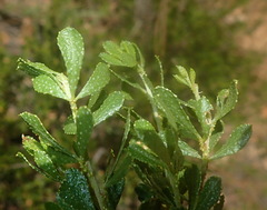 Psoralea lucens