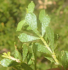 Psoralea lucens