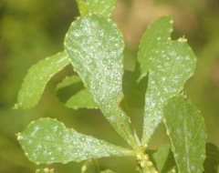 Psoralea lucens
