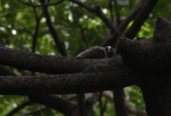 Yungipicus moluccensis